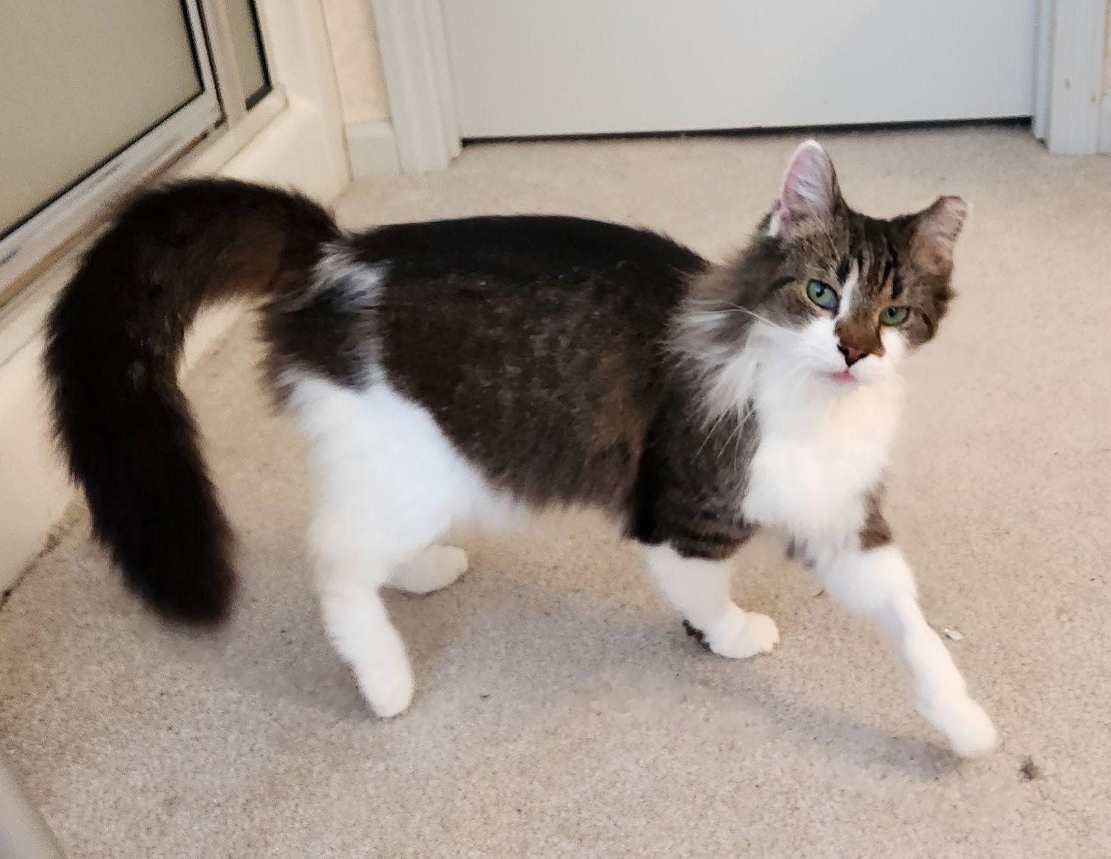 Violet SENIOR FEMALE, Adoptable, Senior Female Domestic Long Hair.