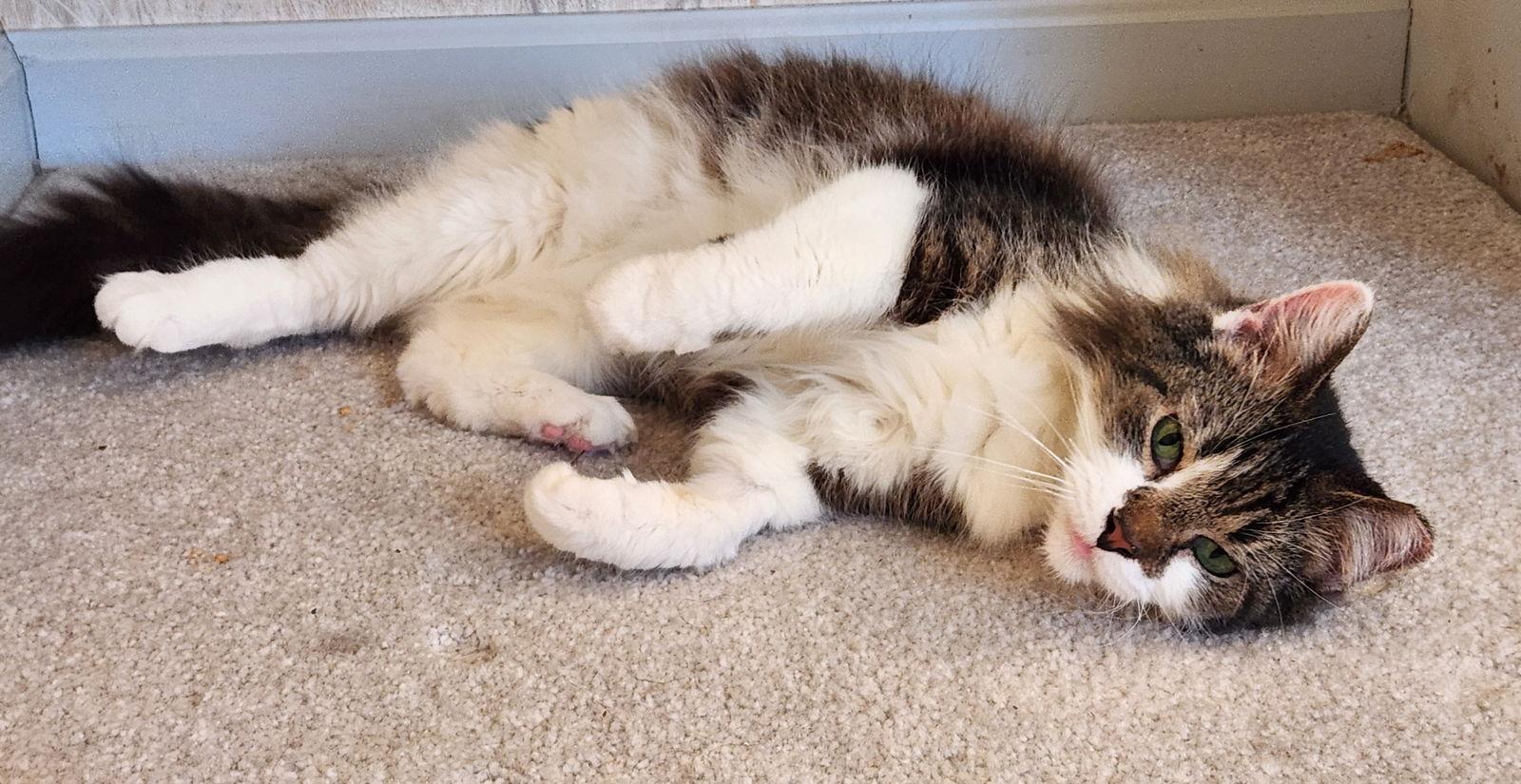 Violet SENIOR FEMALE, a Adoptable Domestic Long Hair in Morehead, KY image 2/3