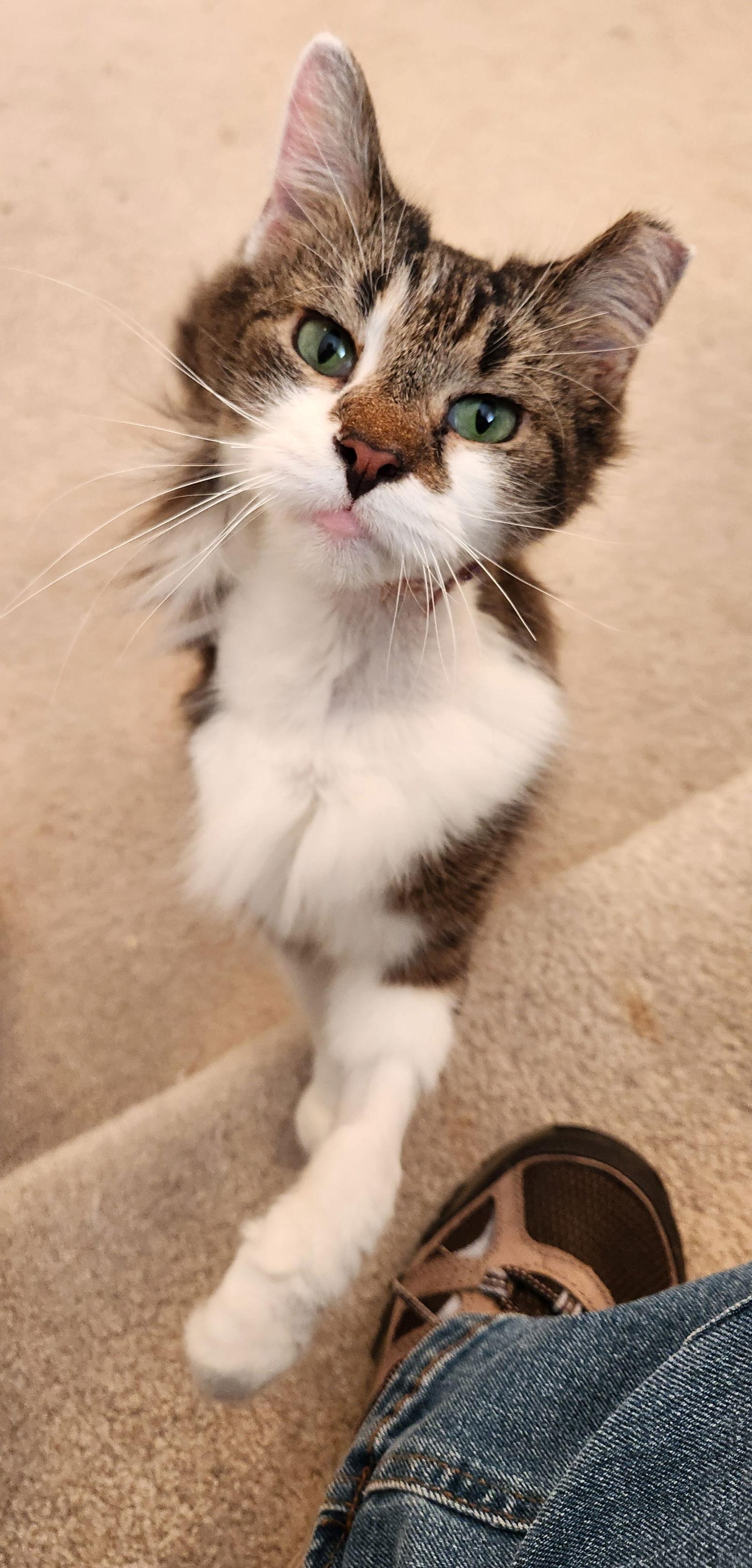 Violet SENIOR FEMALE, a Adoptable Domestic Long Hair in Morehead, KY image 3/3
