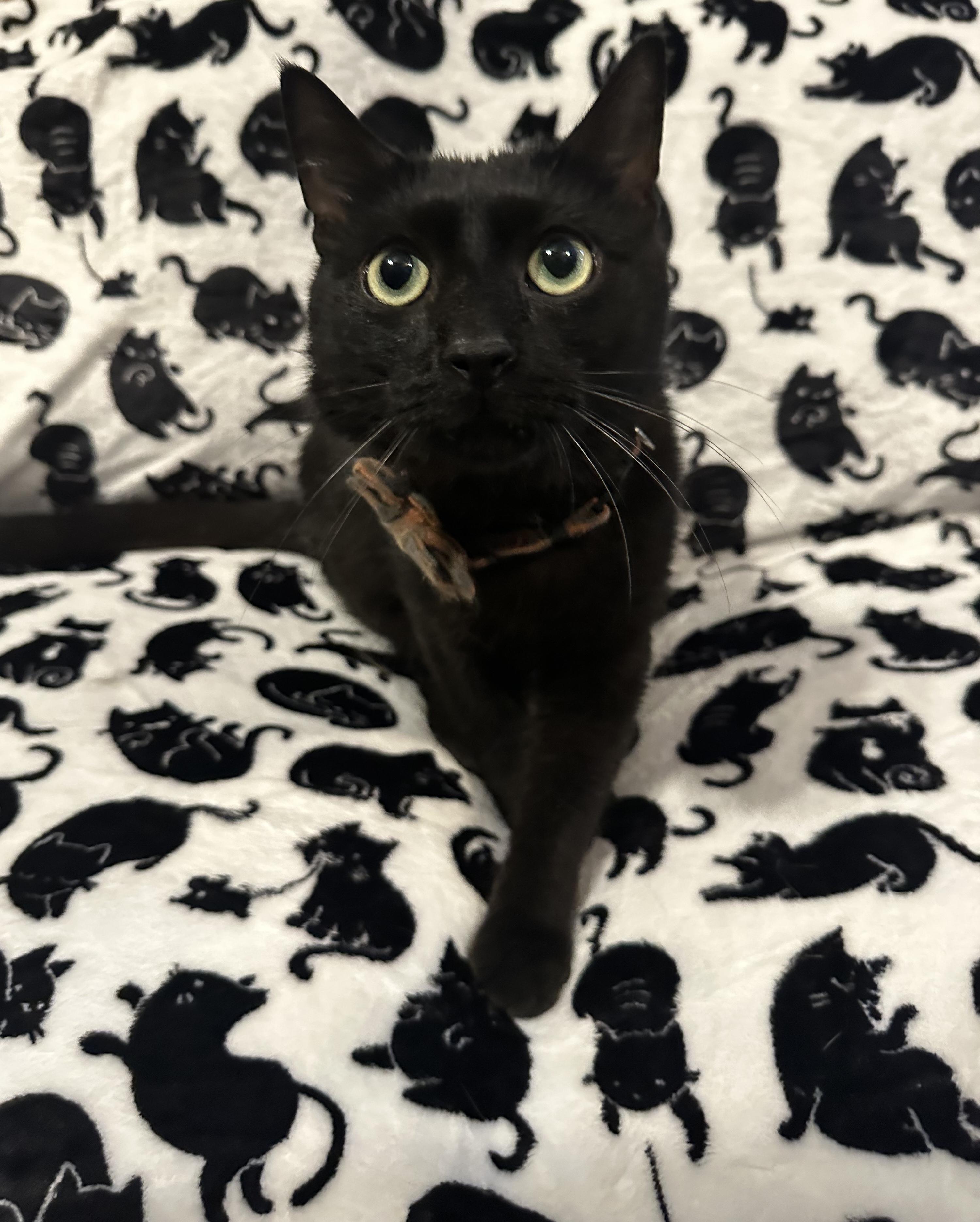 Midnight, Adoptable, Adult Male Domestic Short Hair.