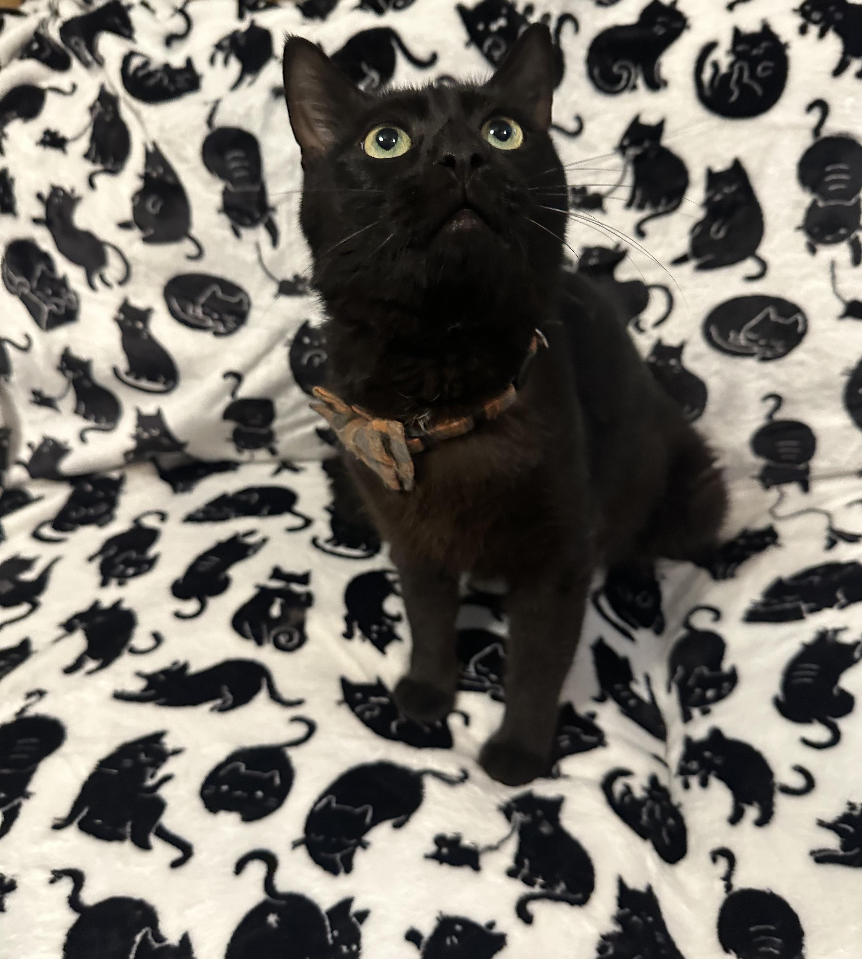Midnight, a Adoptable Domestic Short Hair in Yonkers, NY image 2/2