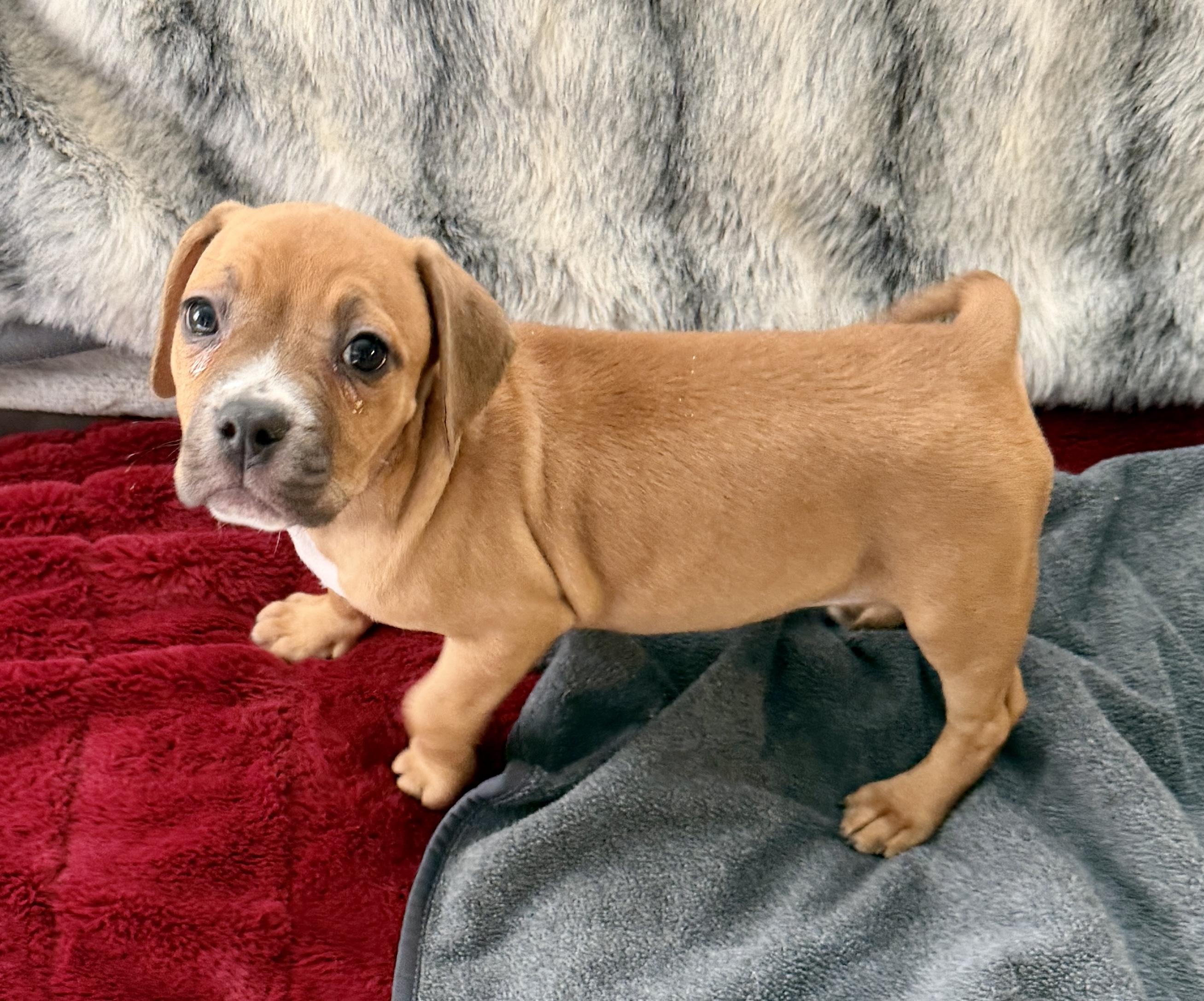 PHOEBE AND SPANGLE, ADOPTABLE, Puppy Female Beagle.
