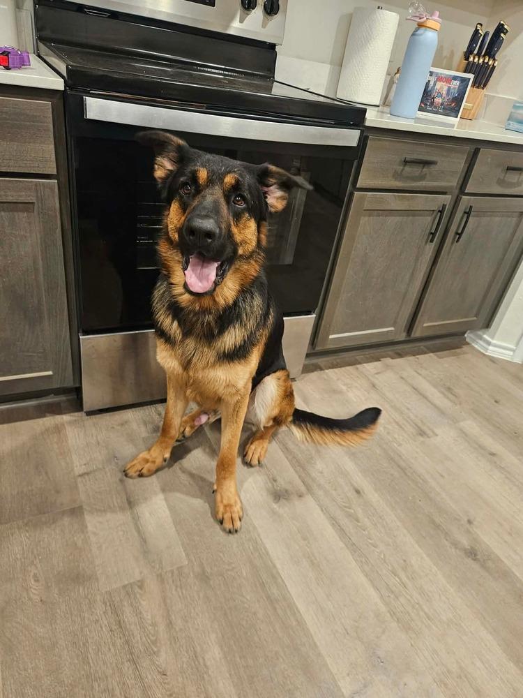 Chip The Champion, Adoptable, Adult Male German Shepherd Dog.