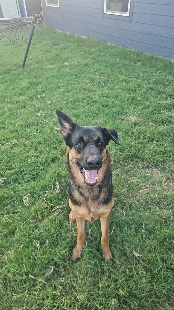 Enlarge Chip The Champion, a Adoptable mixed breed in Sealy, TX image 3/6