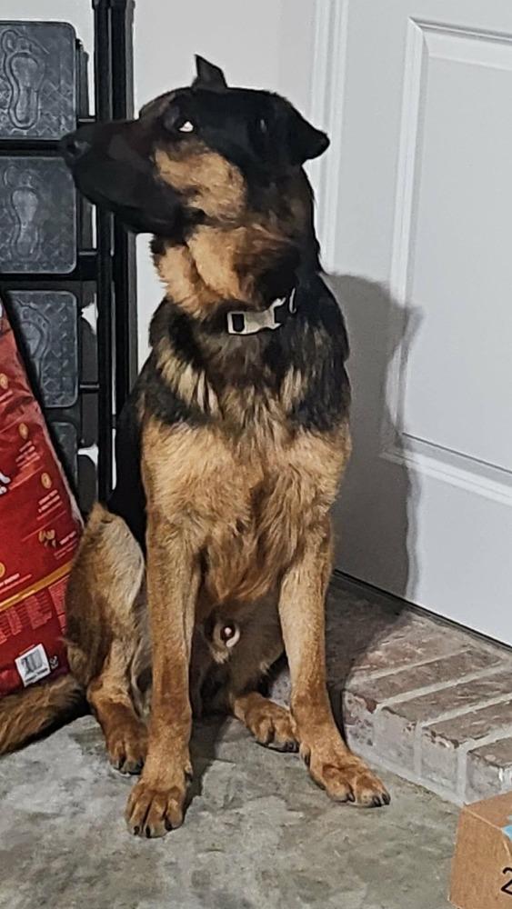 Enlarge Chip The Champion, a Adoptable mixed breed in Sealy, TX image 2/6