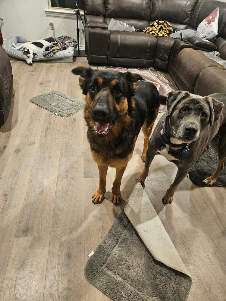 Enlarge Chip The Champion, a Adoptable mixed breed in Sealy, TX image 3/6