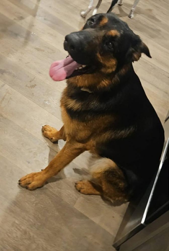 Enlarge Chip The Champion, a Adoptable mixed breed in Sealy, TX image 4/6