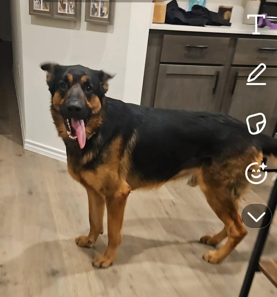 Enlarge Chip The Champion, a Adoptable mixed breed in Sealy, TX image 5/6