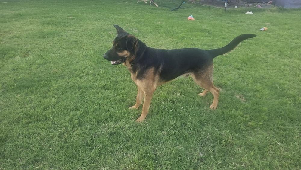 Enlarge Chip The Champion, a Adoptable mixed breed in Sealy, TX image 6/6
