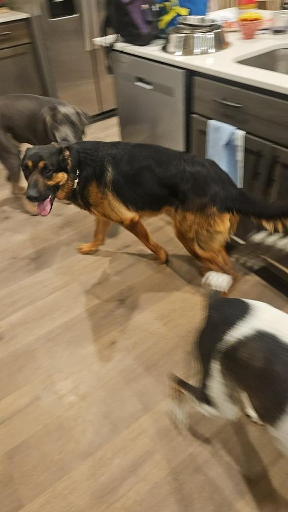 Enlarge Chip The Champion, a Adoptable mixed breed in Sealy, TX image 6/6