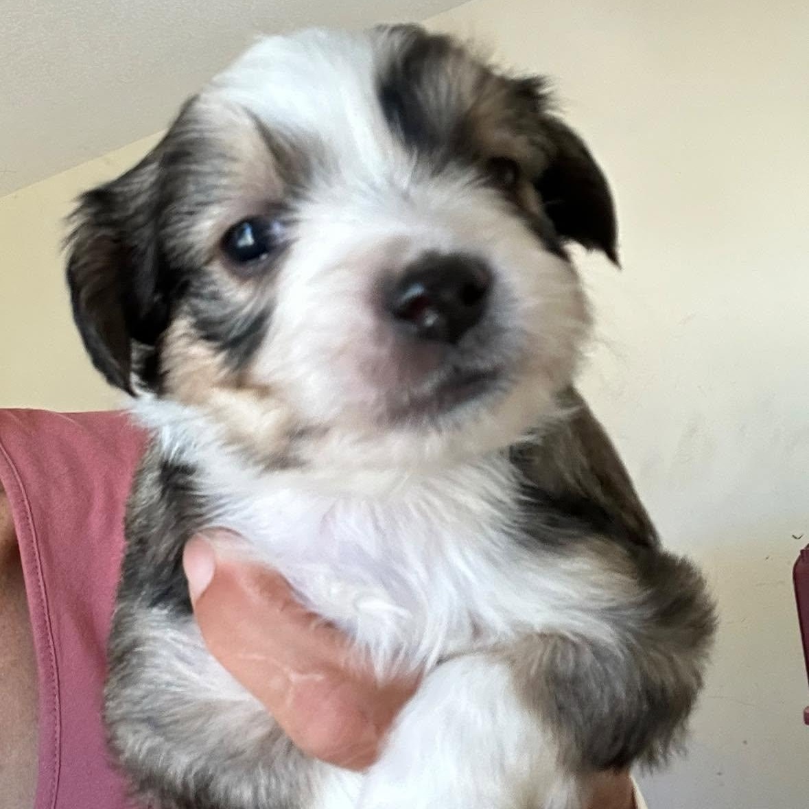 Shih Tzu/Terrier mix boy, Adoptable, Puppy Male Shih Tzu & Terrier.