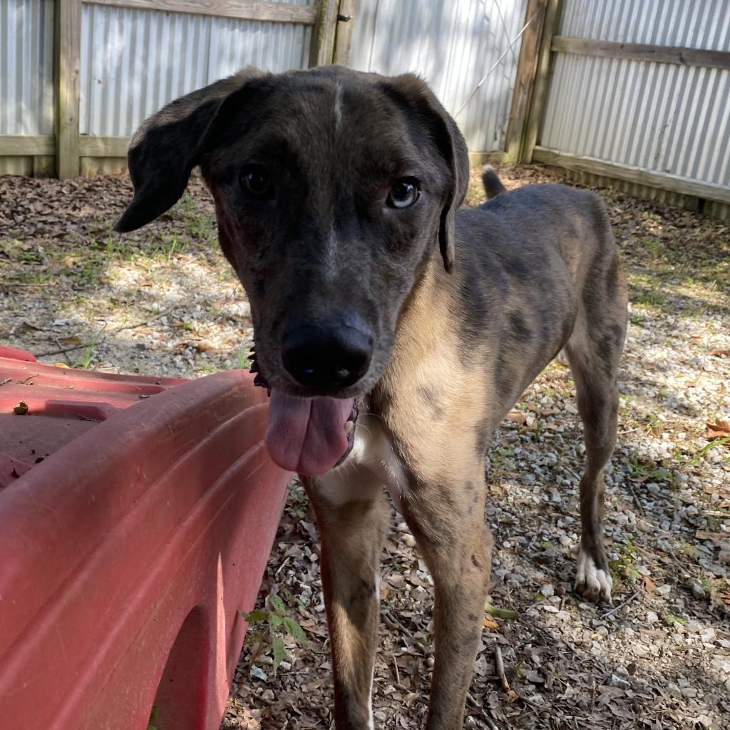 Enlarge Kofun, a Adoptable mixed breed in Laurel, MS image 1/6