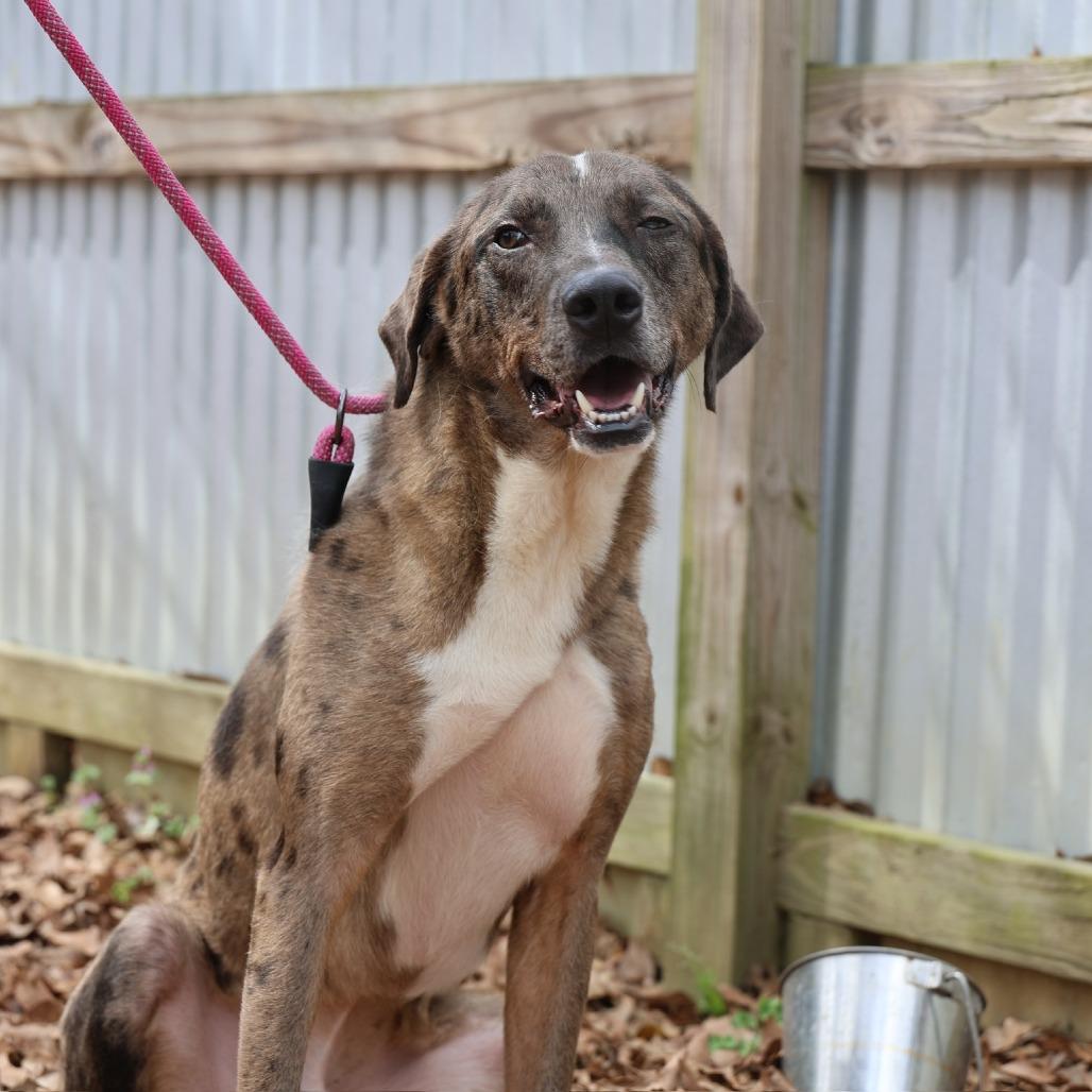 Enlarge Kofun, a Adoptable mixed breed in Laurel, MS image 3/6