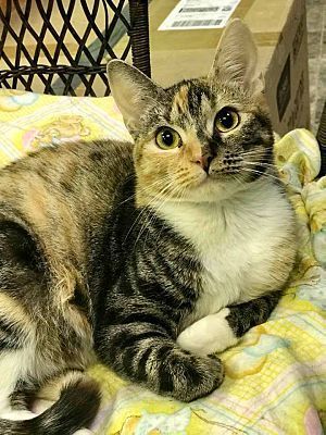 Fiona, a Adoptable Domestic Short Hair in Chattanooga, TN image 1/4