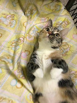 Fiona, a Adoptable Domestic Short Hair in Chattanooga, TN image 2/4