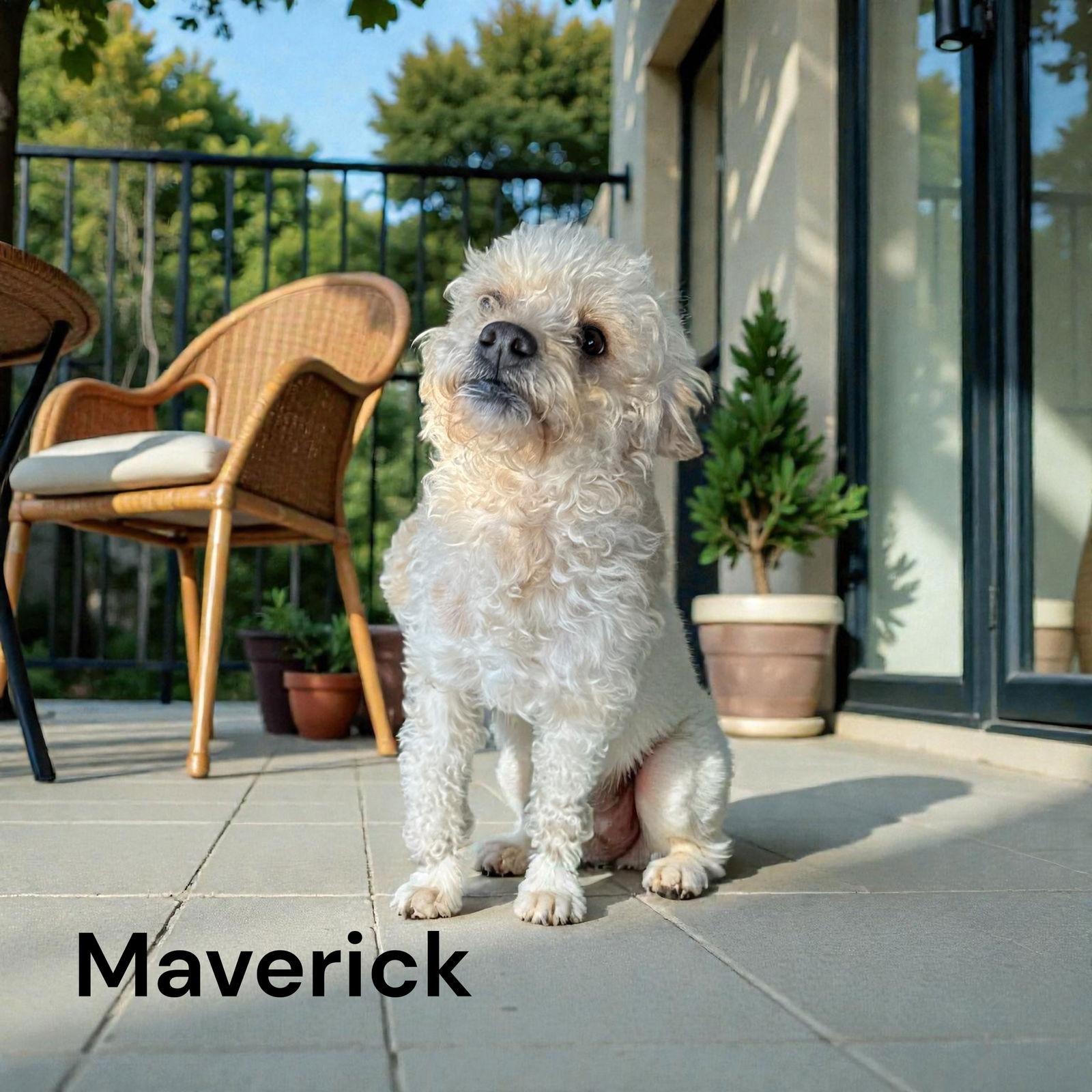 Maverick, Adopted, Young Male Poodle.