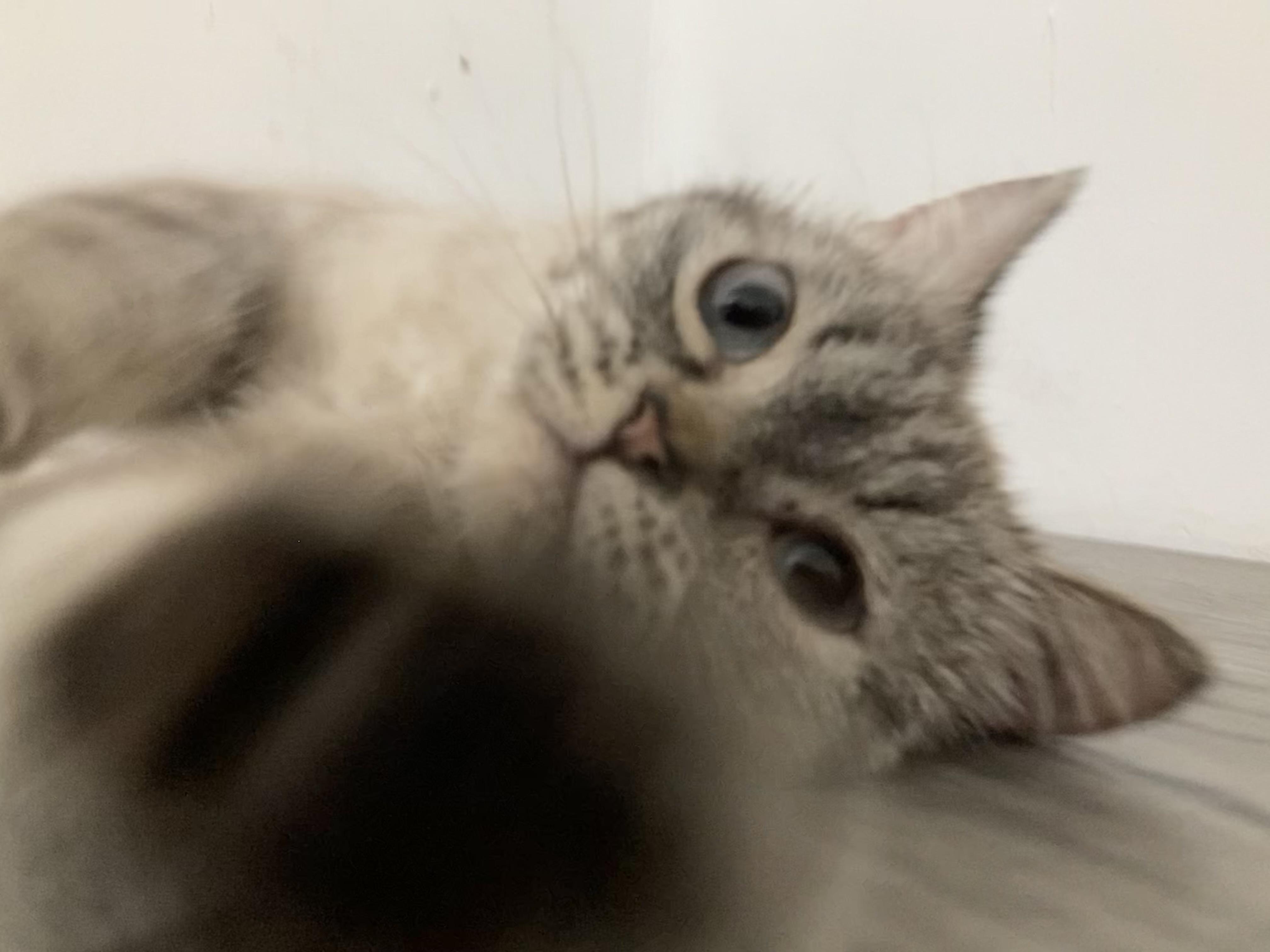 Enlarge Harper, a ADOPTABLE mixed breed in North York, ON image 4/5