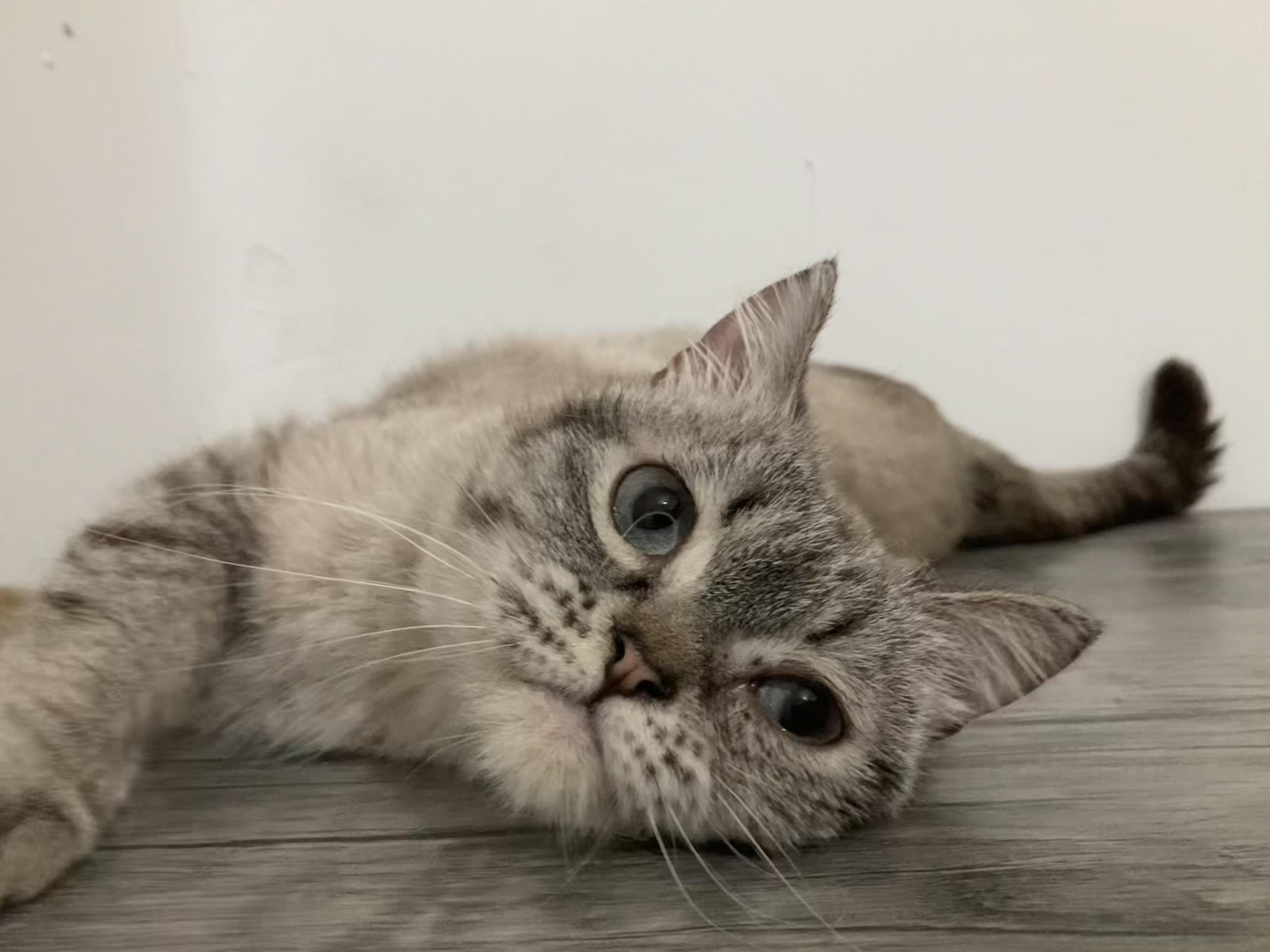 Enlarge Harper, a ADOPTABLE mixed breed in North York, ON image 1/5