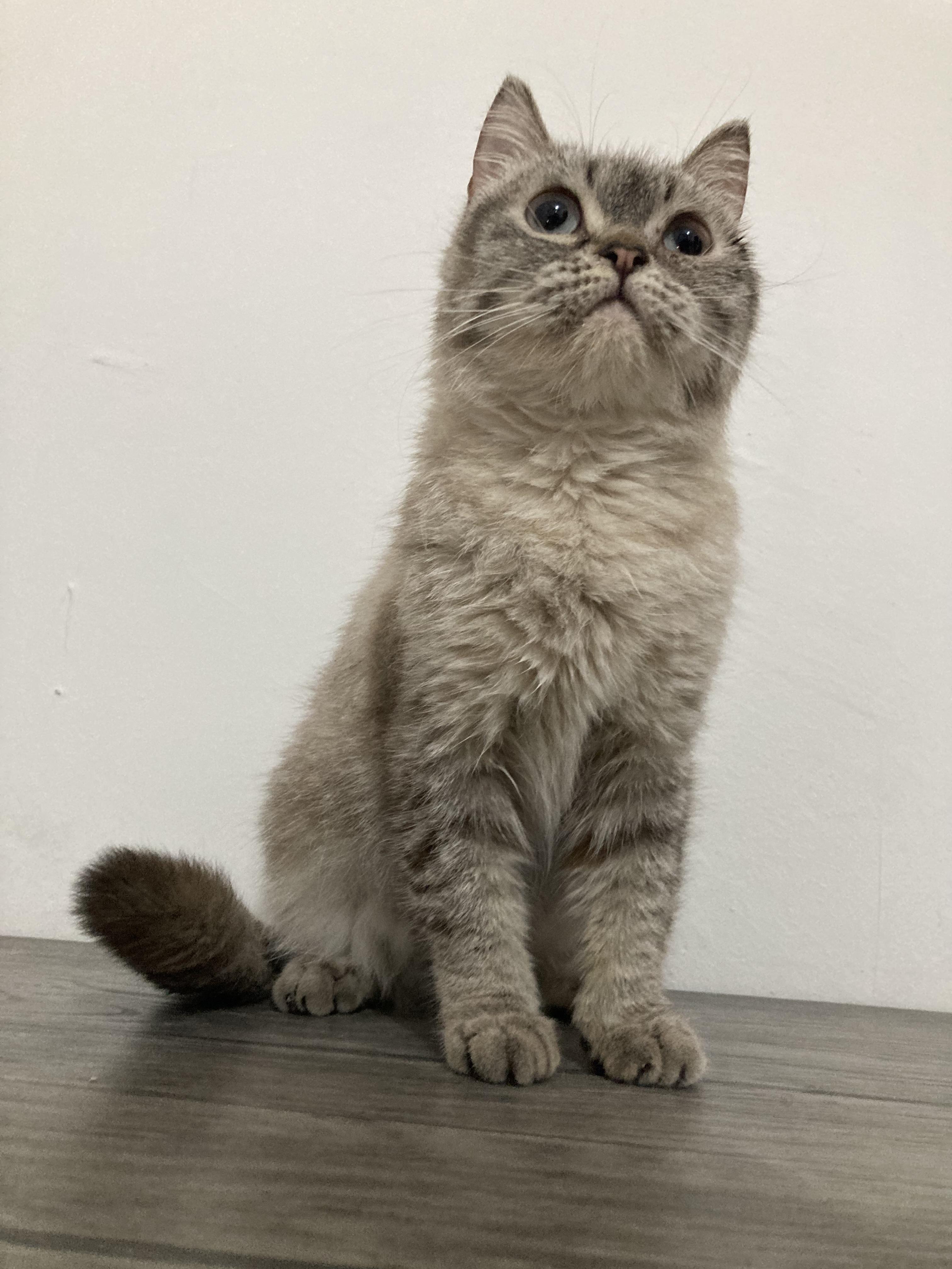 Enlarge Harper, a ADOPTABLE mixed breed in North York, ON image 3/5