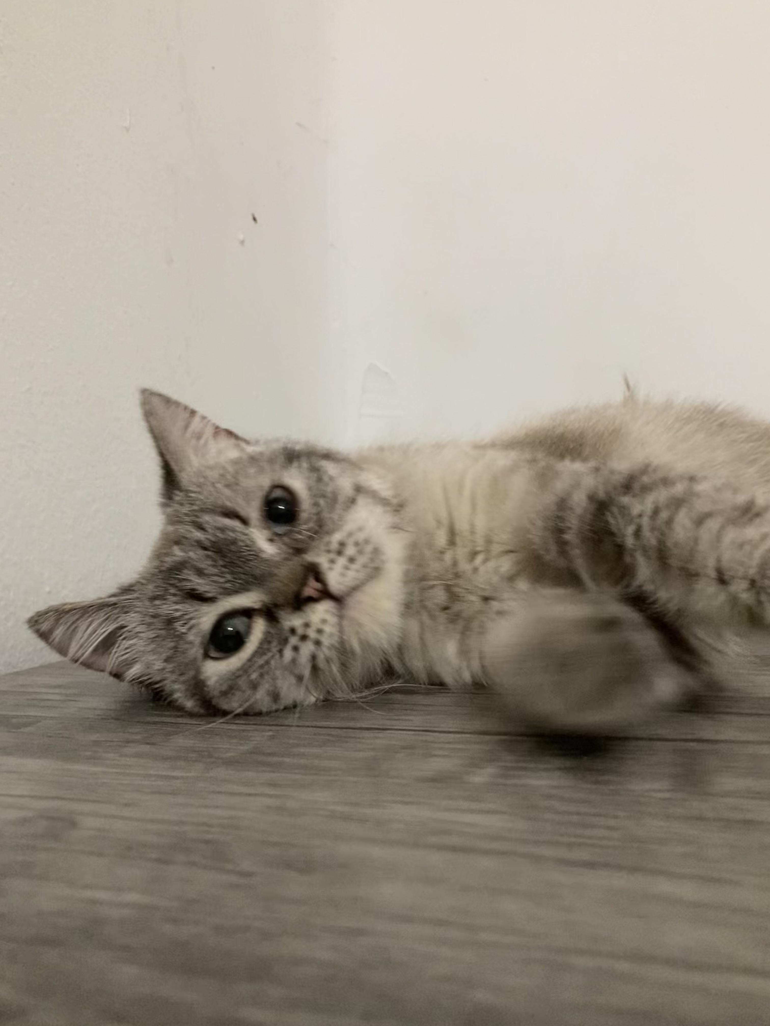 Enlarge Harper, a ADOPTABLE mixed breed in North York, ON image 2/5