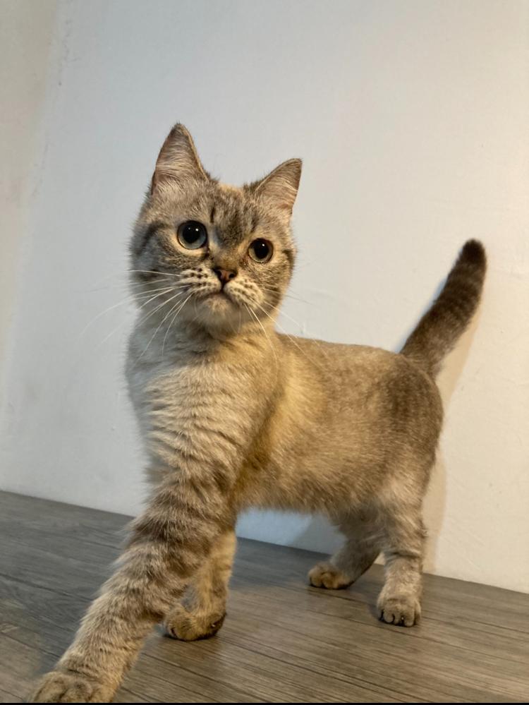 Enlarge Harper, a ADOPTABLE mixed breed in North York, ON image 5/5