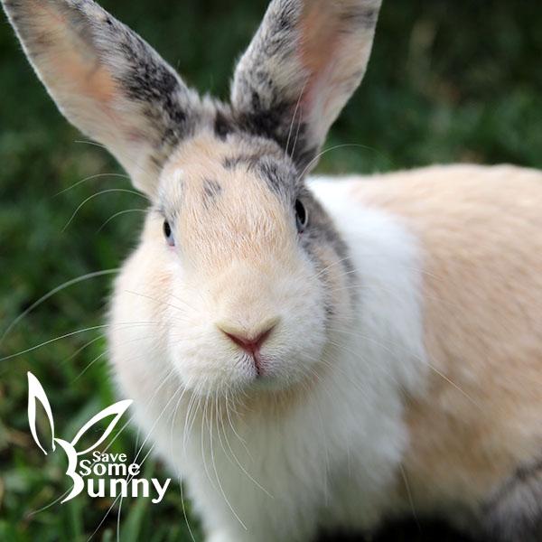 Cara (and Shannon), Adopted, Adult Female Harlequin.