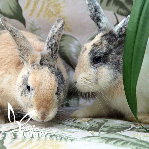 Cara (and Shannon), a Adopted mixed breed in Santa Ana, CA image 2/6
