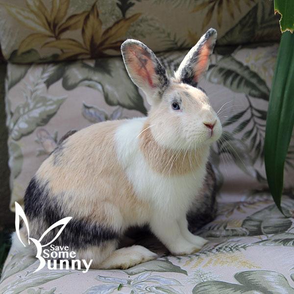 Cara (and Shannon), a Adopted mixed breed in Santa Ana, CA image 6/6