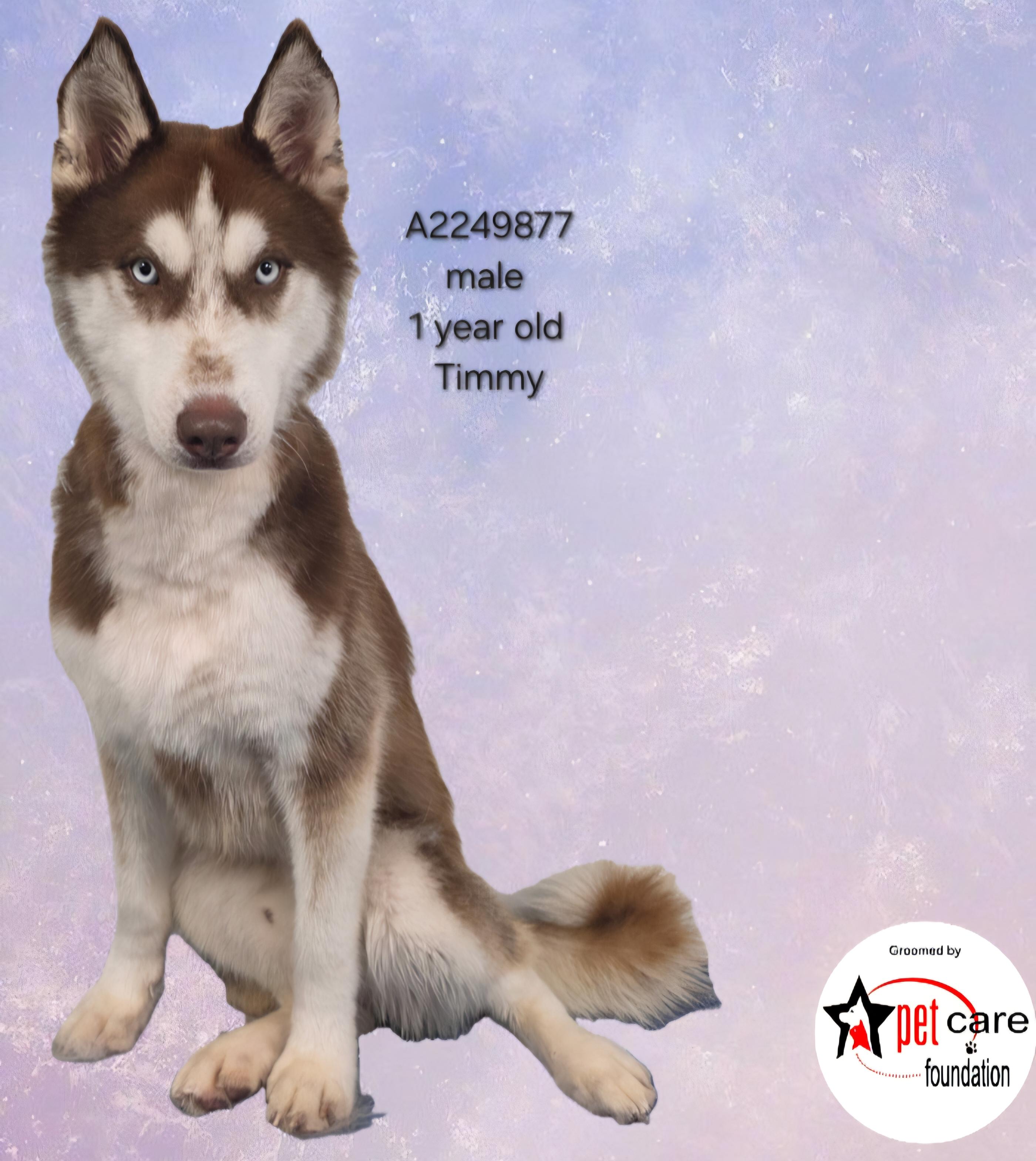 TIMMY, Adoptable, Young Male Siberian Husky.