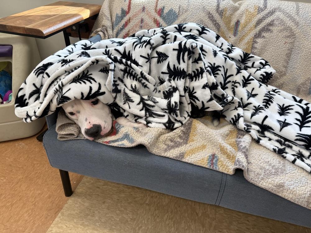 Zinnia (LOCATED AT BTDR HQ), Adoptable, Adult Female Pit Bull Terrier.