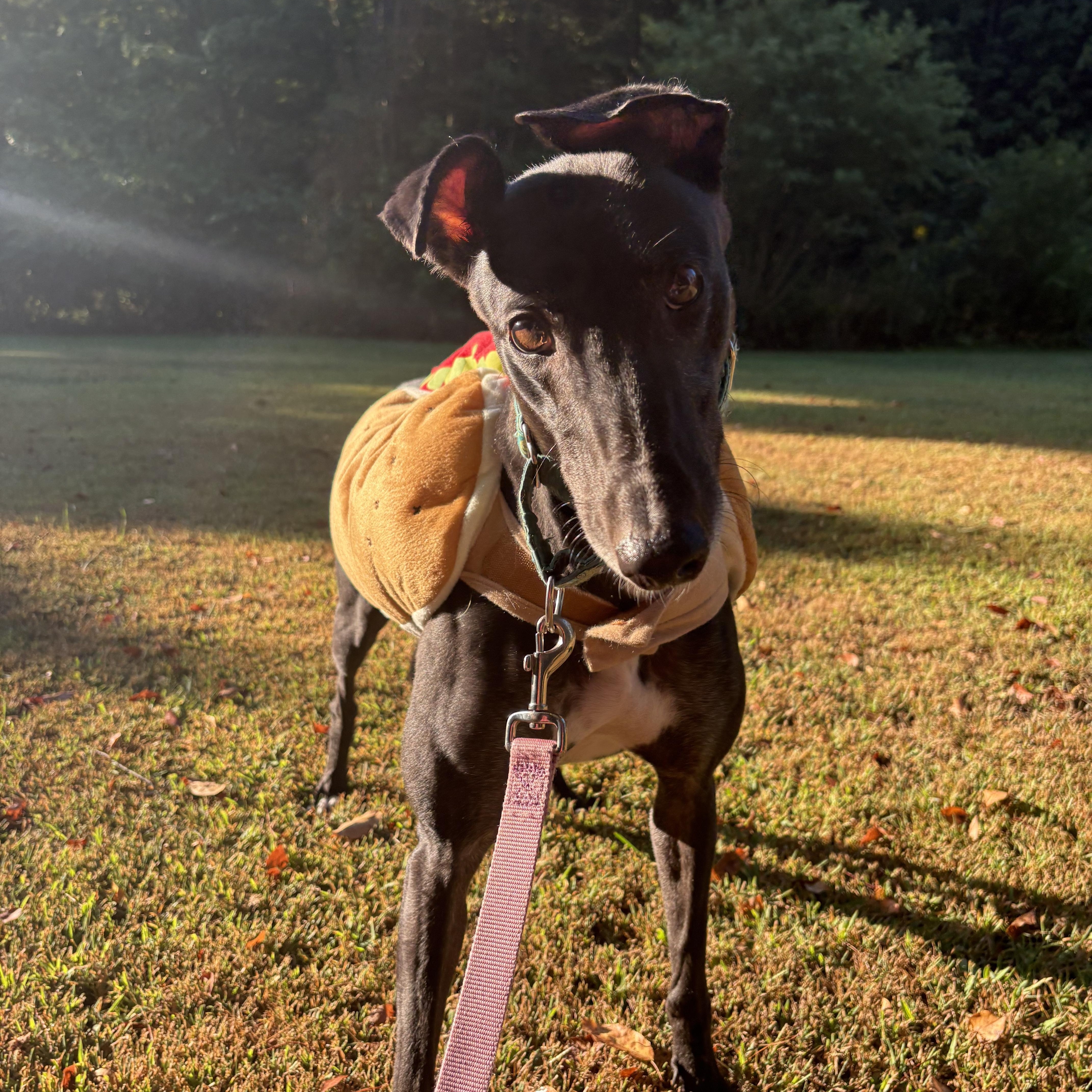 Quinoa, Adoptable, Adult Female Greyhound.