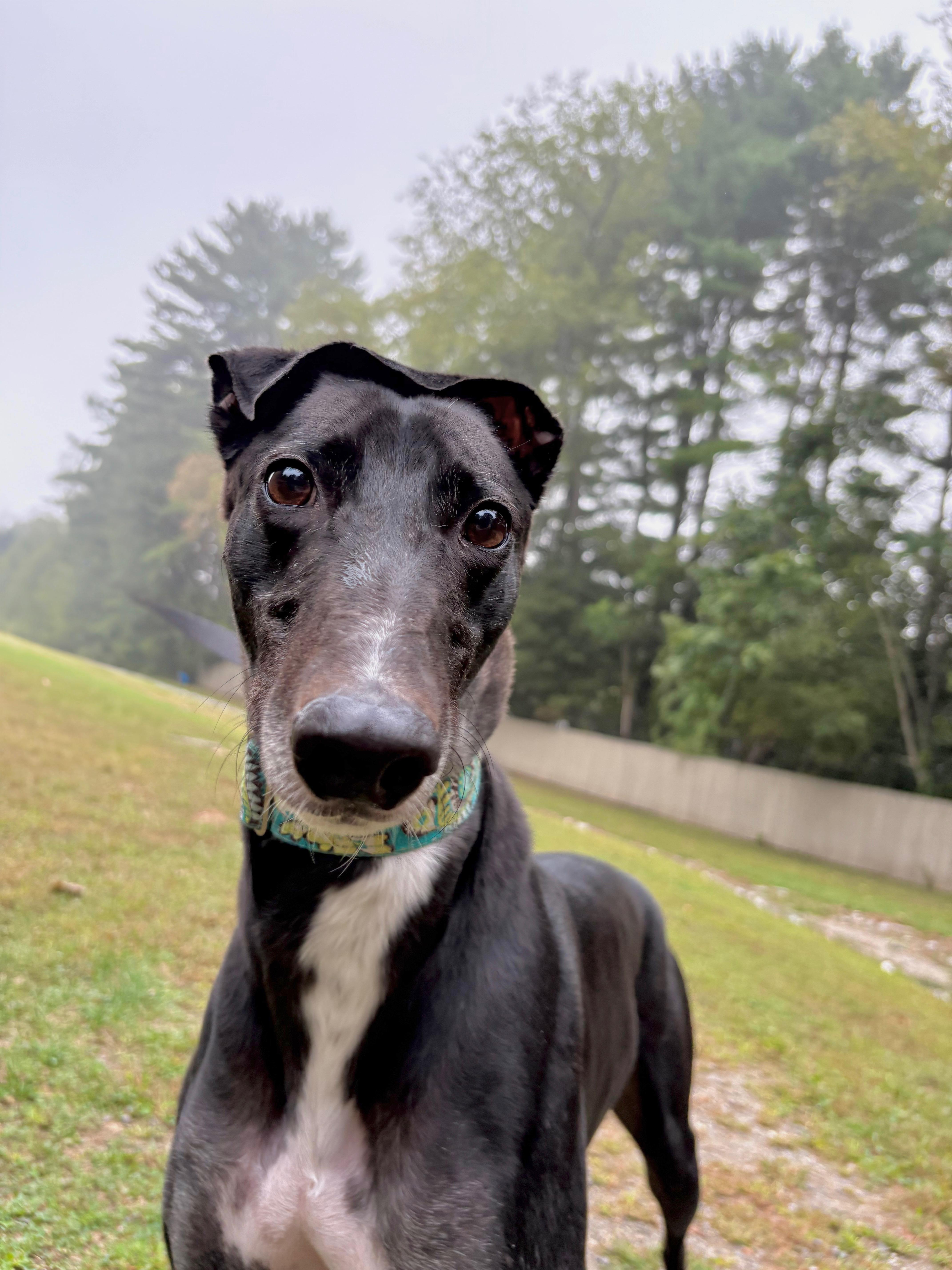 Quinoa, a Adoptable Greyhound image 2/3