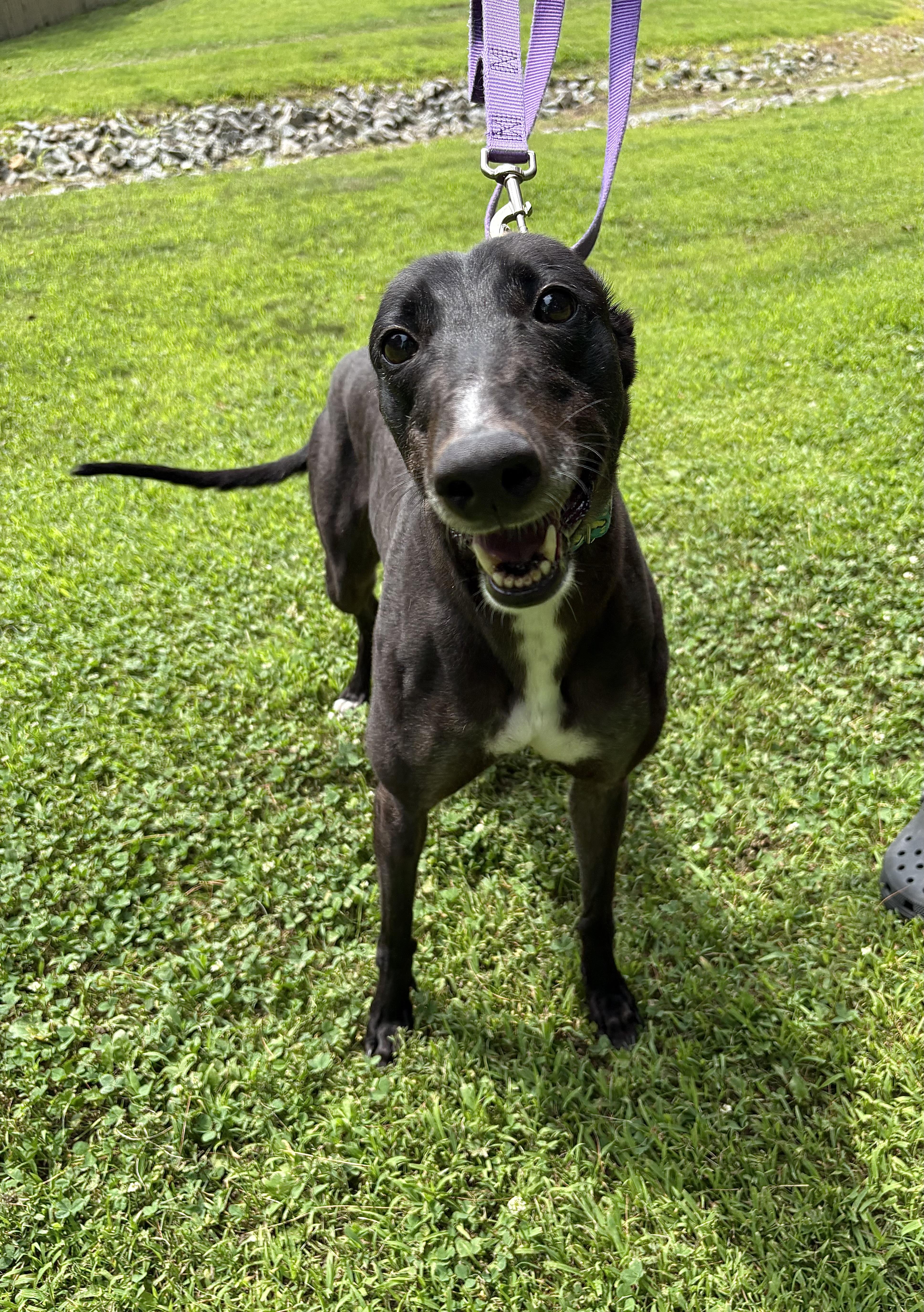 Quinoa, a Adoptable Greyhound image 3/3