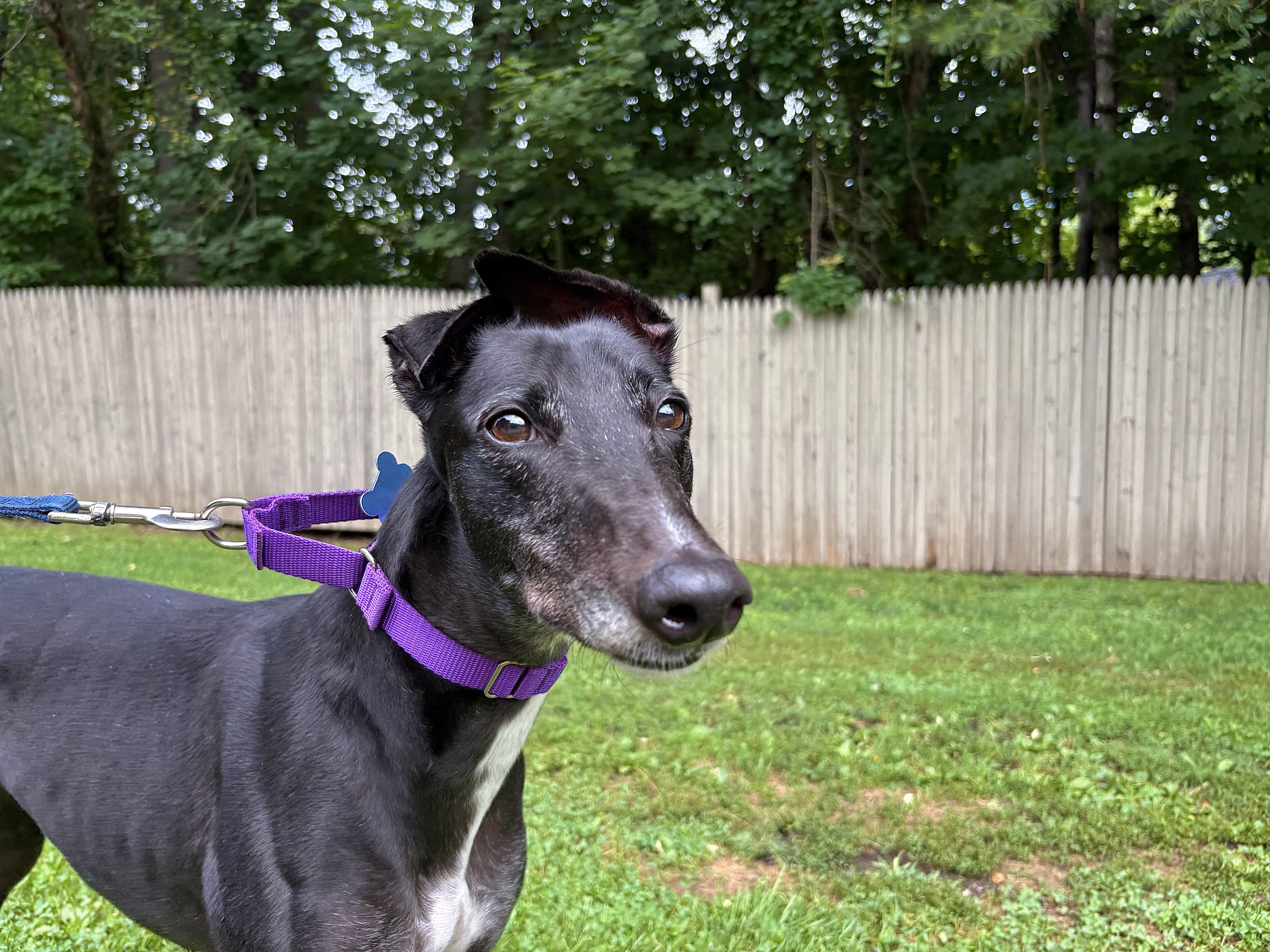 Enlarge Quinoa, a Adoptable Greyhound in Swanzey, NH image 1/4