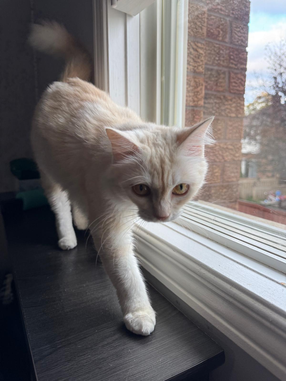 Enlarge Honey Y. - Andrea Bellamy, a Adopted mixed breed in Brampton, ON image 4/6