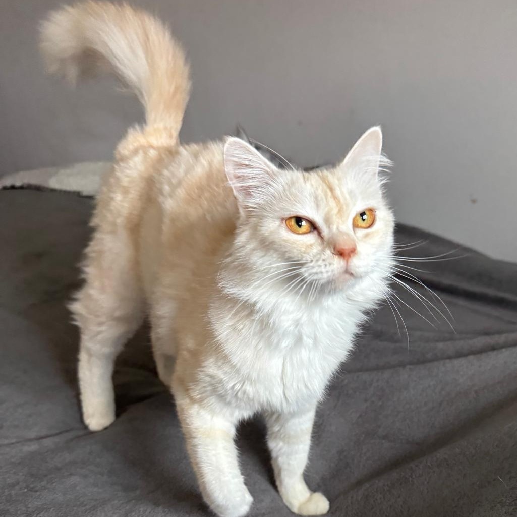 Enlarge Honey Y. - Andrea Bellamy, a Adopted mixed breed in Brampton, ON image 1/6