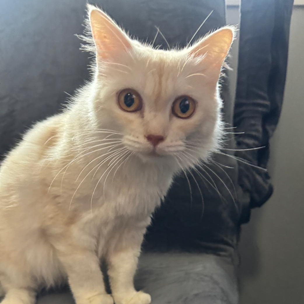 Enlarge Honey Y. - Andrea Bellamy, a Adopted mixed breed in Brampton, ON image 5/6