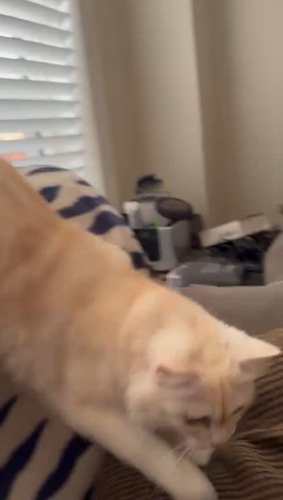 Enlarge Honey Y. - Andrea Bellamy, a Adopted mixed breed in Brampton, ON video 2/6