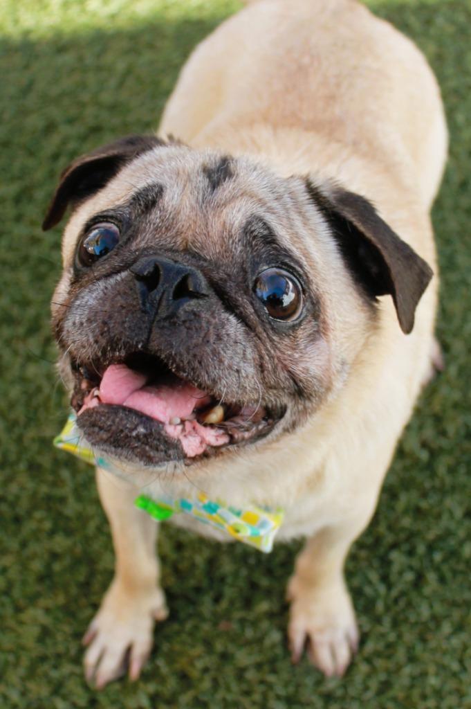 Champion Blue, Adoptable, Senior Male Pug.