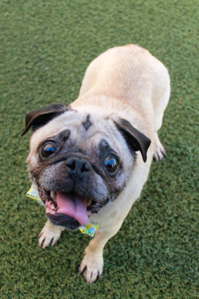 Enlarge Champion Blue, a Adoptable Pug in Gardena, CA image 2/6