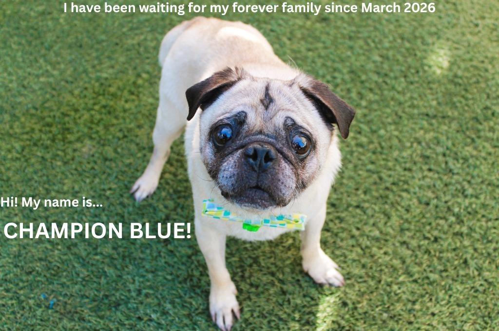 Enlarge Champion Blue, a Adoptable Pug in Gardena, CA image 3/6