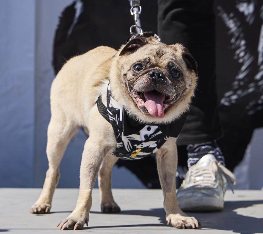 Enlarge Champion Blue, a Adoptable Pug in Gardena, CA image 3/6