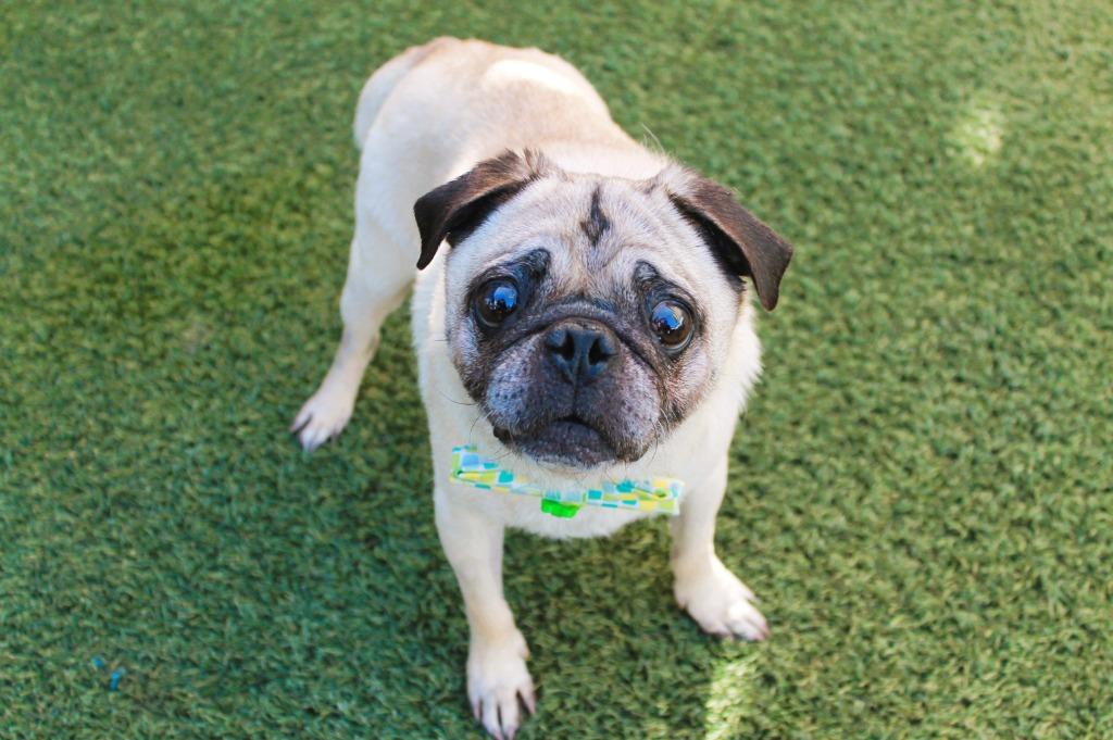 Enlarge Champion Blue, a Adoptable Pug in Gardena, CA image 4/6