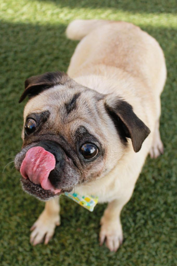 Enlarge Champion Blue, a Adoptable Pug in Gardena, CA image 5/6