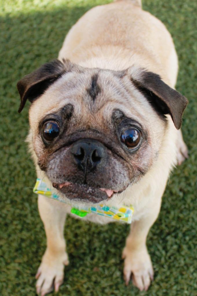 Enlarge Champion Blue, a Adoptable Pug in Gardena, CA image 6/6