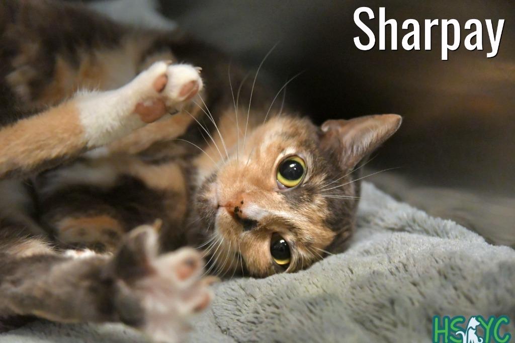 Enlarge Sharpay, a Adoptable mixed breed in Fort Mill, SC image 1/4
