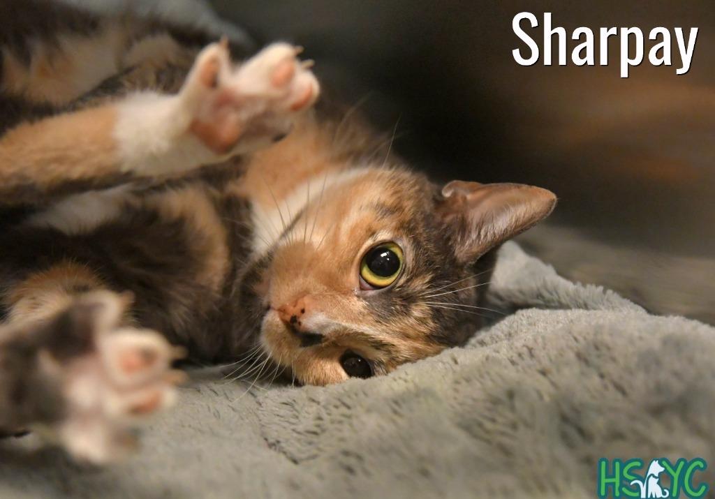 Enlarge Sharpay, a Adoptable mixed breed in Fort Mill, SC image 2/4