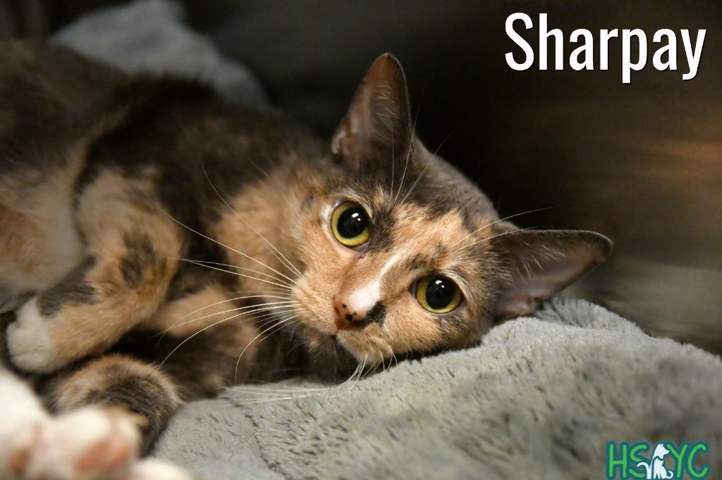 Enlarge Sharpay, a Adoptable mixed breed in Fort Mill, SC image 3/4