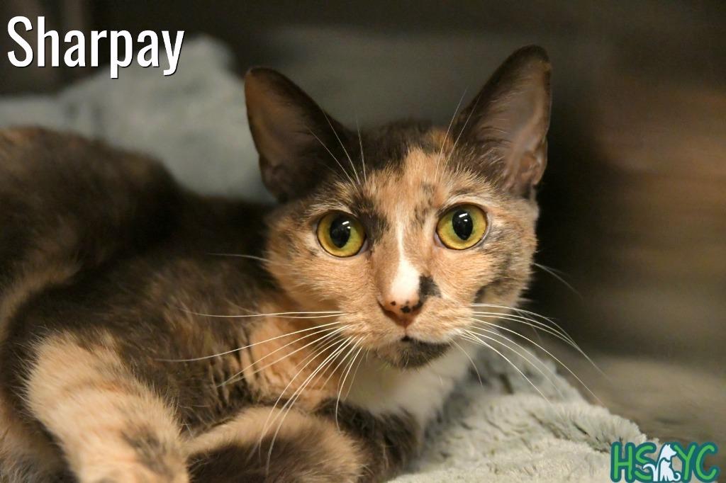 Enlarge Sharpay, a Adoptable mixed breed in Fort Mill, SC image 4/4