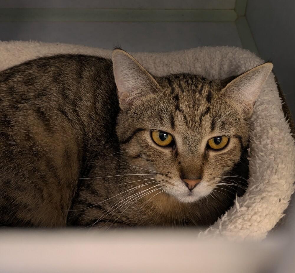 Reaper, a Adoptable mixed breed in Papillion, NE image 1/2